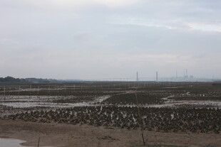 海边滩涂众多鸟类栖息