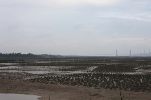 滩涂景象 众多鸟类聚集