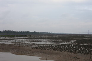 湿地群鸟栖息景观