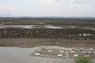 河口湿地景观与水上设施