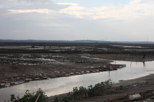 河畔风景 展现自然宁静之美