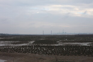 湿地群鸟栖息景观