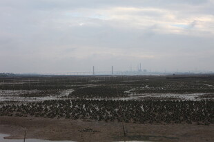 湿地景观 群鸟栖息之地