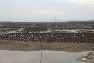 湿地鸟类聚集景观