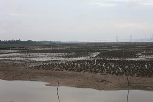 湿地鸟群栖息景观