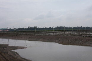 湿地景观 水域与开阔田野