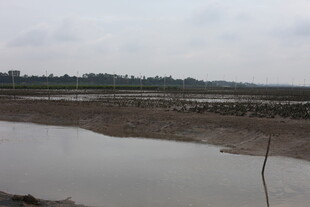 湿地景观 水域与泥滩景象