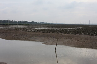湿地景观 水域与植被并存