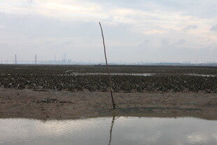 海边滩涂倒影景象