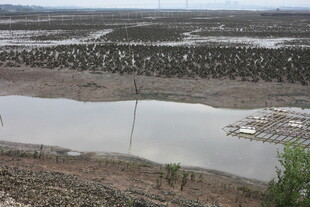 湿地景观 水域与植被相映