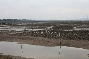 湿地群鸟栖息景观