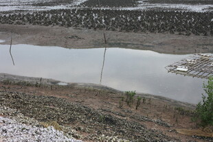 户外水塘边的自然景致