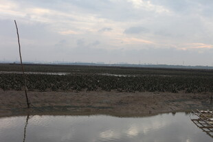 海边滩涂水域风景