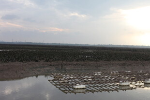夕阳下的水上养殖场景