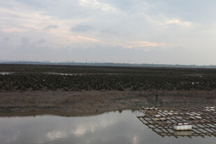 湖畔湿地景观俯瞰