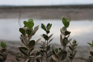 水边嫩绿植物特写