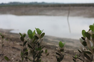 岸边新生绿植 水域相伴