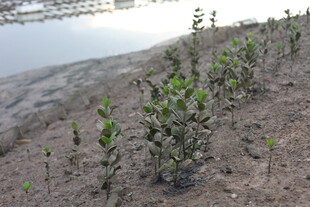岸边新生绿植景观