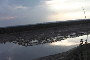 夕阳下的水田风光