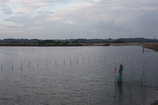 宁静水域的浮标景观