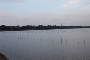 平静湖面与远处林立木桩