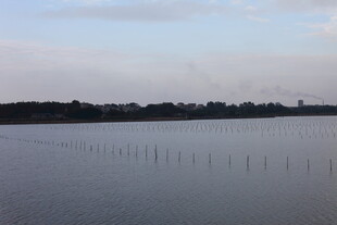 宁静湖面与远处树木景观
