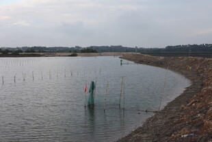 池塘边的垂钓场景