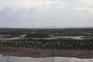 滩涂风光 湿地养殖景象