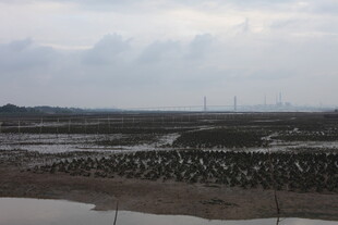 海边滩涂养殖景象