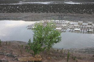 湖畔孤树 宁静自然景致