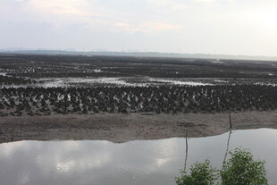 湿地景观中的繁茂植物