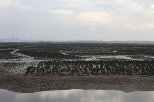 湿地风光 静谧的自然景象