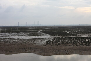 湿地景观 水域与滩涂景象
