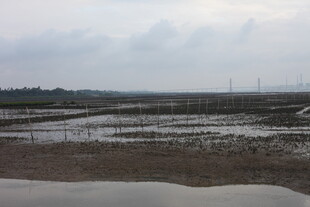 湿地风光 水域与远处景致