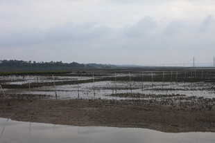 湿地景观 广袤滩涂远景