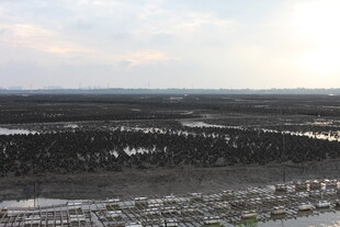 黄昏下的湿地景观