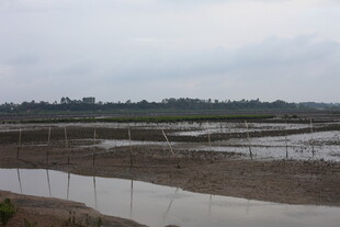 湿地景观 水域与围栏并存
