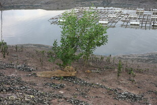 湖畔孤树 展现自然野趣