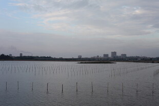 广阔水域与远处城市景观