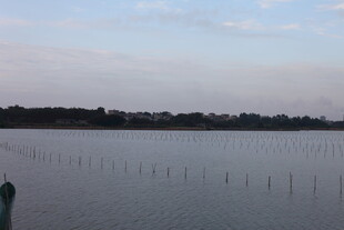 宁静湖面与远处林木景观