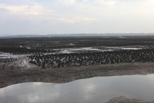 湿地景观 水域与植被并存