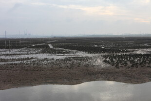 湿地景观 泥泞滩涂水域