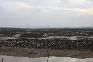 湿地景观 水域与植被交织