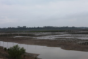 湿地景观 展现自然风貌
