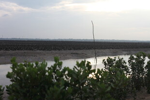 夕阳下的河岸绿植景观