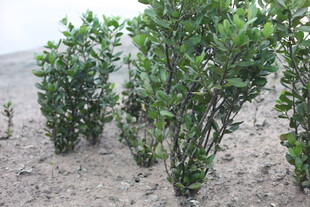 沙地上的绿色灌木丛