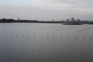 平静湖面与远处城市景观
