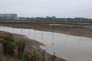乡村水田风光景色