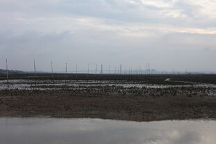 湿地风光与远处风车景观