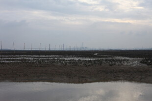 湿地风光 远处林立的设施